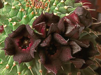 Hoodia pilifera